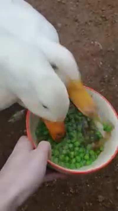 [poetry] Ducks annihilate a bowl of peas