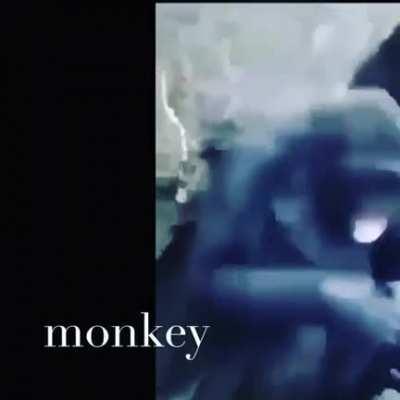 MONKE