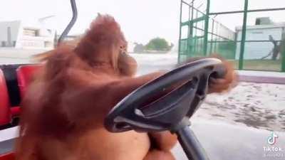 At Peace And Thriving… 🐒 🌅