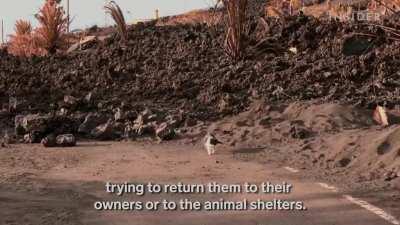 Rescue workers are feeding cats that survived the La Palma volcano eruption