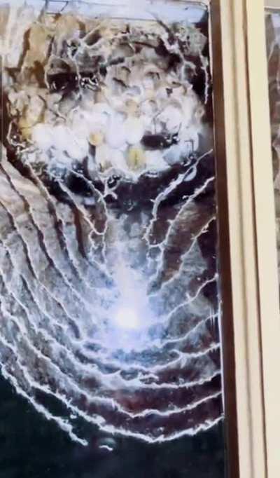 🔥 Wasps build a nest against a window, providing a unique cross-section view
