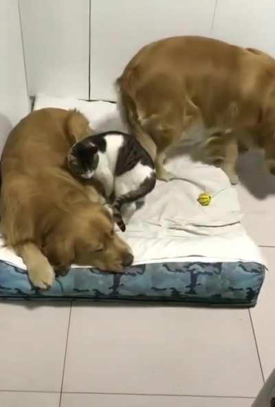 This is how they sleep every night.