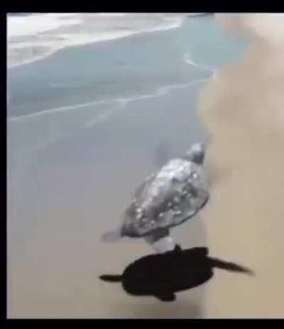 here's some garbage to waste your time, enjoy.