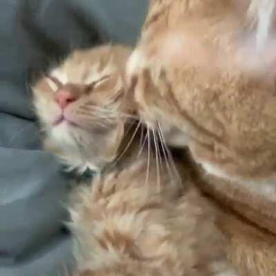 Cornbread and Beans are getting along just fine now