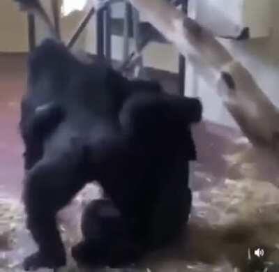 2 gorillas playing