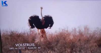 Short video of an ostrich and a cheetah