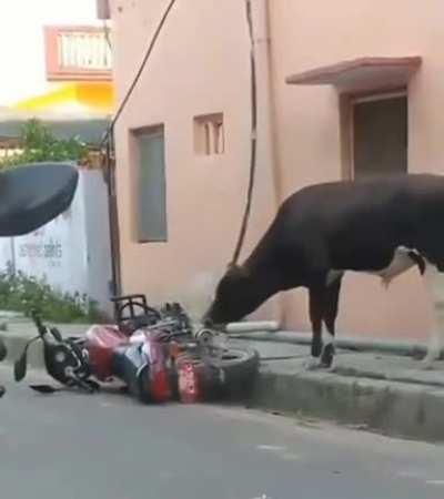 How do I preselect genotypes for successful hybrid offspring when crossbreeding?