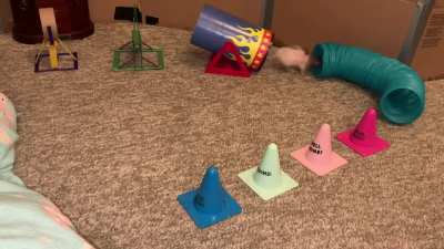 My adorable rat Butter doing a fun agility course!