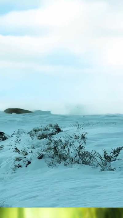 On the icy plains of Patagonia, survival becomes a brutal test of strength and endurance.