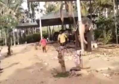 Elephant playing cricket in kerala