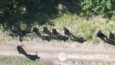 RU POV: 24 Ukr soldiers voluntarily laid down their arms in the area of ​​the settlement Komarovka, Kursk region