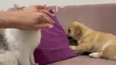 Puppy wants to be friends with kitty