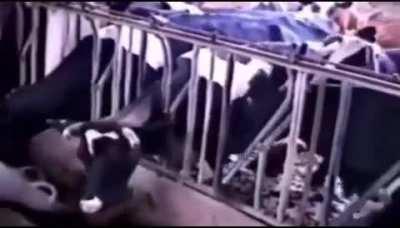 Восстание планеты коровян