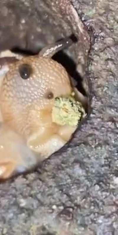 This snail just munched some of my weed what the