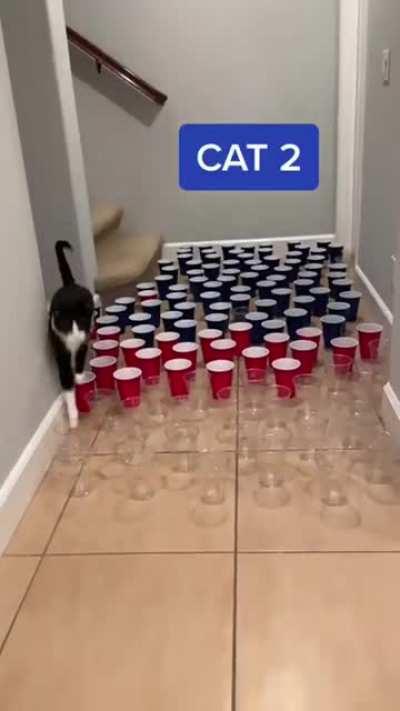 Different types of cats. I'm number 3.