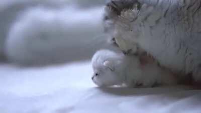 Illegally SmOL Kitty Arrested by MomMa Cat.