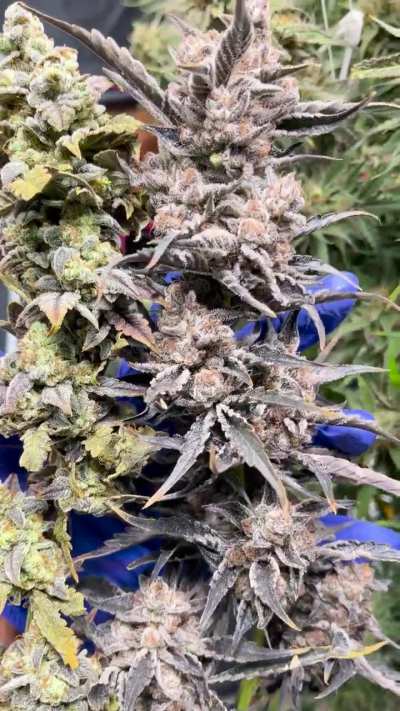 Sour B, Strawberry Mojito. Day 100 💥 🪓