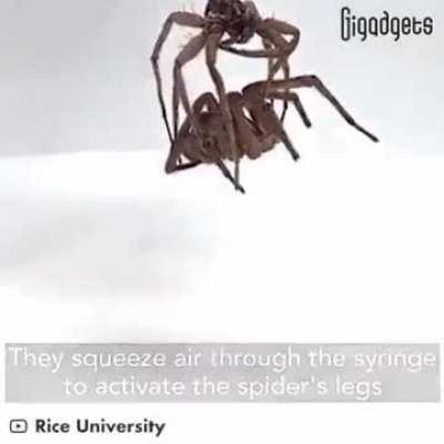 What do you think about aracnonecormancy?