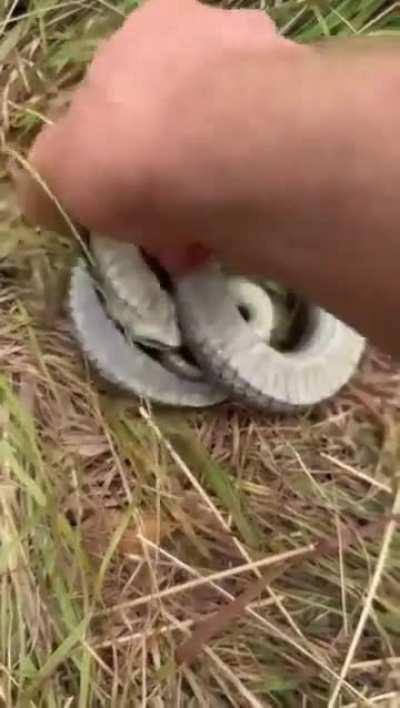 Wunkus is dead, can’t you tell?