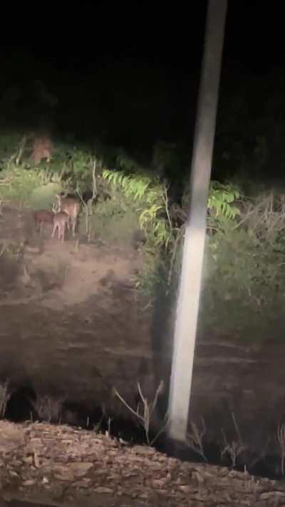 We spotted a herd of Deers late at night