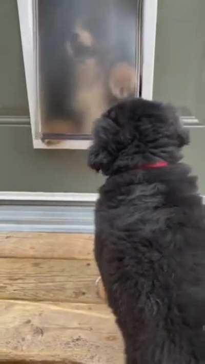 To get through the doggy door