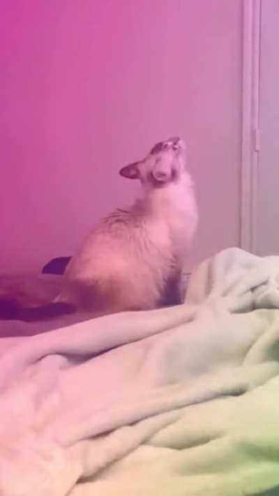 Obsessing over the ceiling fan is Yurei’s new favorite hobby