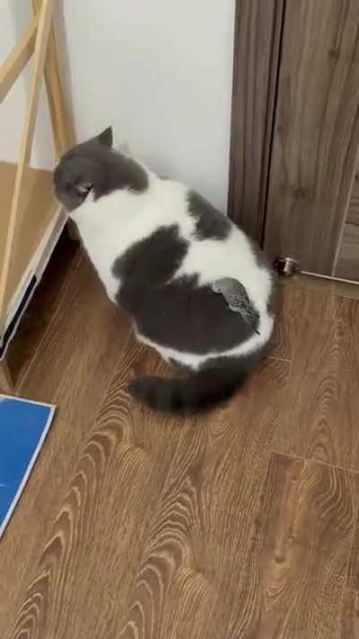 The chonkiest house of birds