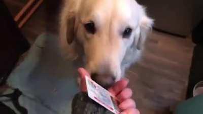 Meet Sampson the Retriever, he is a working dog expertly trained to pick up even the most difficult tiny items dropped by his disabled owner.