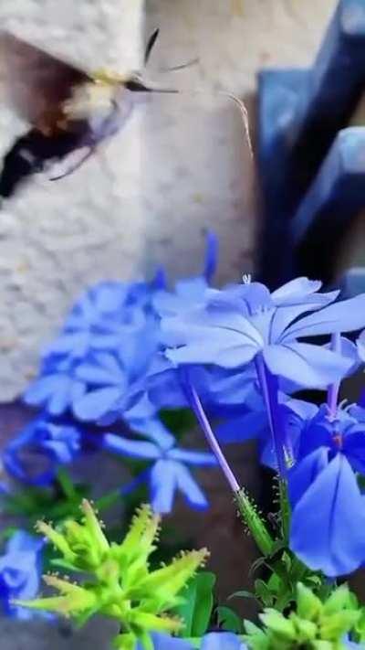 Gorgeous insect caught working. So Beautiful!