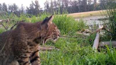 🔥 My favorite bobcat video. LOOK AT THAT CAT!