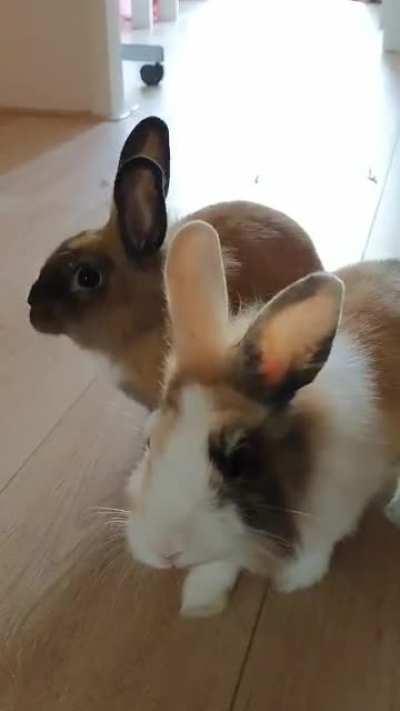 My sweet baby bunnies