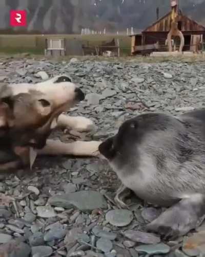 Dog Helps Take Care Of Seal Pup