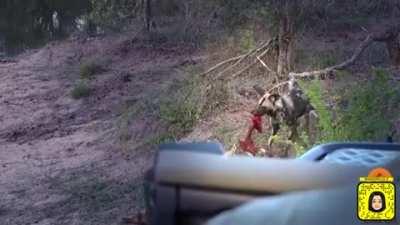 Unborn impala torn from womb by African Painted Dog