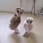 Гангста совы