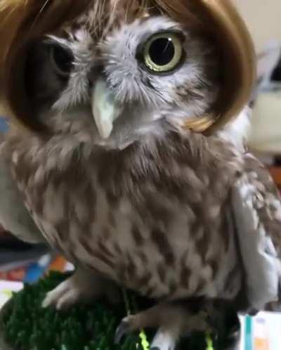 Superb Owl Life
