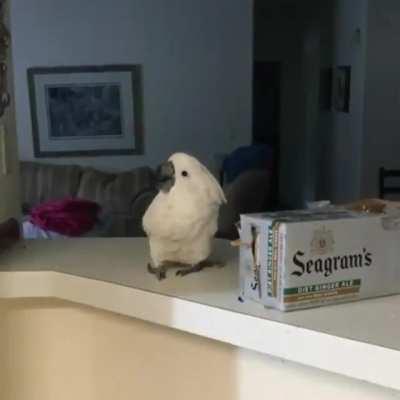 “Wtf?!” - parrot