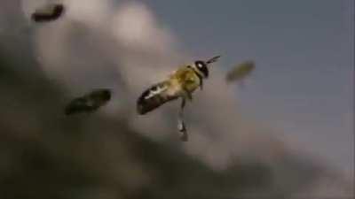 🔥 In More Than Honey, a film exploring the global crisis facing honeybees, director Markus Imhoof used mini-helicopters and high-speed cameras to capture a video of the inflight mating of a virgin queen bee. It took 10 days to get 36 seconds of footage at