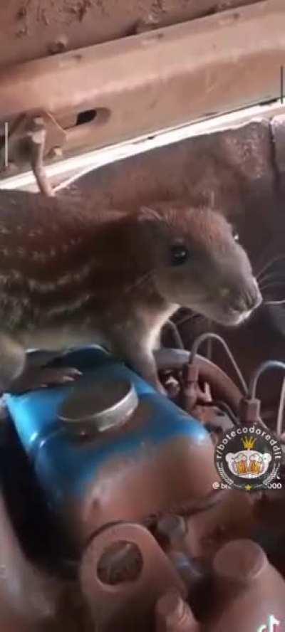 Onde arrumo um cachorro destes?