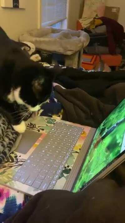 Amazon Prime has movies for cats and Hoover loves them