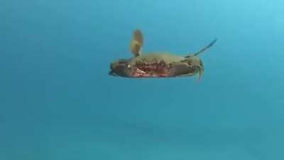 Thanks, I hate this crab