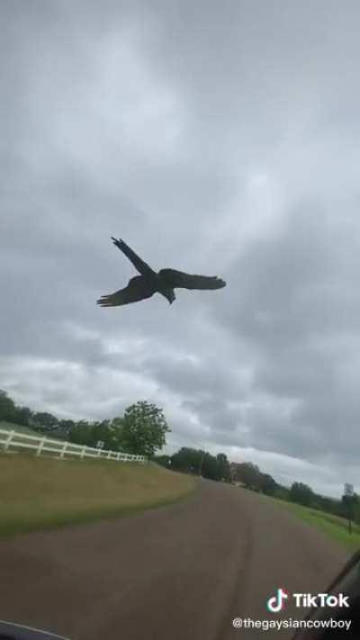 Time to go out for a quick flight!🦜