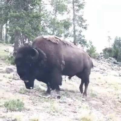 HMFT after I get yeeted by by this bison.
