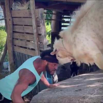 Man vs. Goat. (Credit: @bareknucklefc & @pancho_bkgoat)