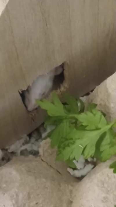 They're fighting for who tastes the parsley first