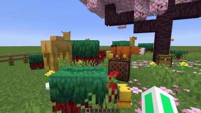 Camels and Sniffers Dance