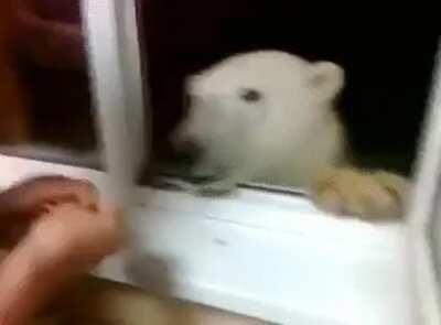 Man feeding a polar bear at his window.