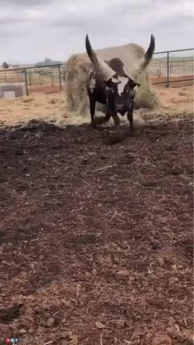 Ankole-Watusi is a modern American breed of domestic cattle