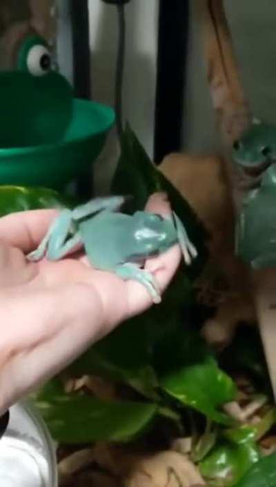 The frog wants that huge worm [AWW]