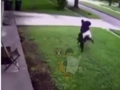 Man shows no hesitation in rescuing his dog from a coyote attack