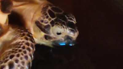 Drinking tortoise